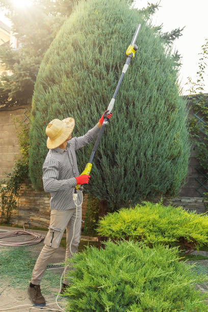Organic Lawn Care Solutions in Miller Place, NY